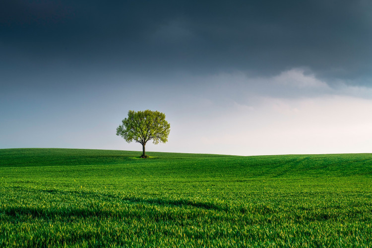 Tree 6147402 1920